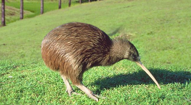 Kiwi Birds - Unique Birds That Can't Fly - TechnoStalls